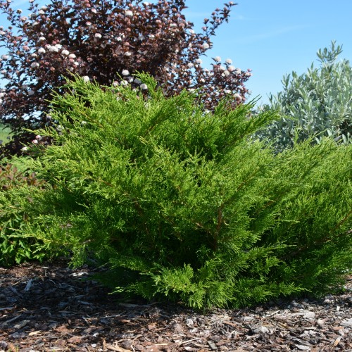 Juniperus x pfitzeriana 'Mint Julep' - Pfitzeri kadakas 'Mint Julep'